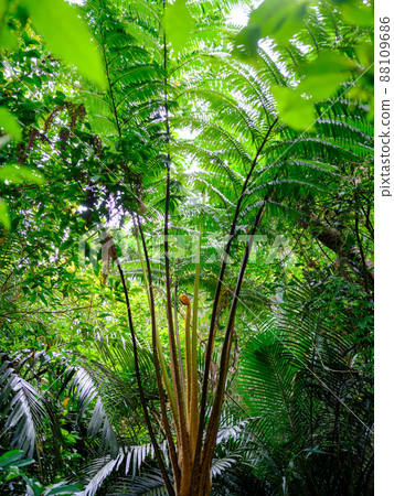 筆筒樹 88109686