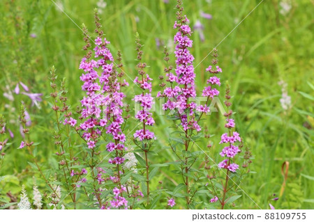 Loosestrife, wild grass, weed, pink flower, July Loosestrife, wild grass, weed, pink flower, July 88109755