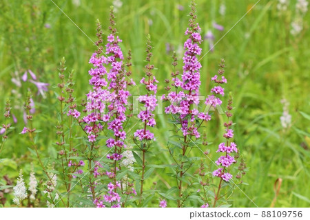 Loosestrife, wild grass, weed, pink flower, July Loosestrife, wild grass, weed, pink flower, July 88109756