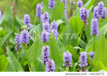 Pontederia Mizuaoi waterside plant purple flowers 88109775