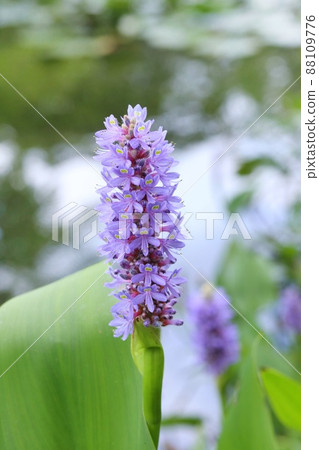 Pontederia Mizuaoi waterside plant purple flowers 88109776
