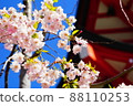Spring and weeping cherry tree 88110253