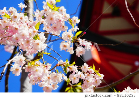 Spring and weeping cherry tree Spring and weeping cherry tree 88110253