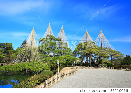 [Ishikawa Prefecture] Kenrokuen in fine weather, Yukitsuri Karasakimatsu 88110616