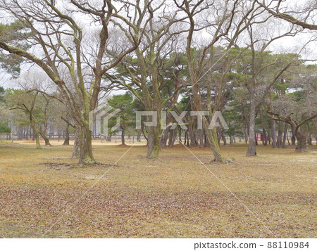 National Park. Orung. Pine Tree. Trail 88110984