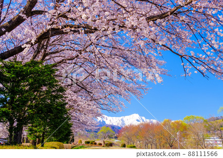 谷川山和櫻花路2 88111566