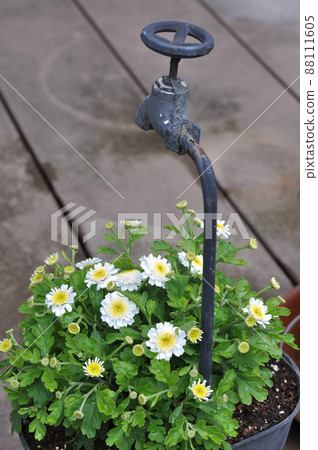 White flowers blooming on a planter with a faucet decoration 88111605
