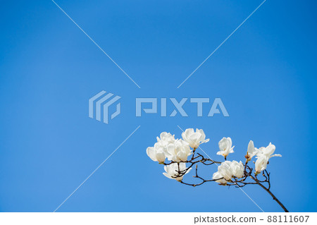 Yulan magnolia flowers with white in the blue sky 88111607