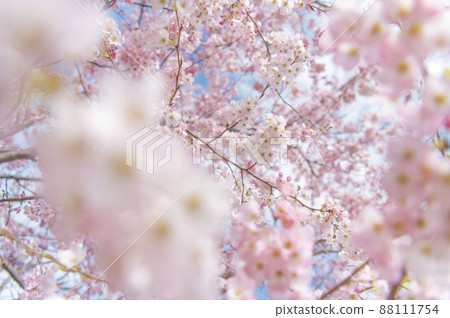 Sakura_前模糊 88111754