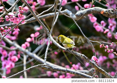 北野天滿宮梅花節 88111824