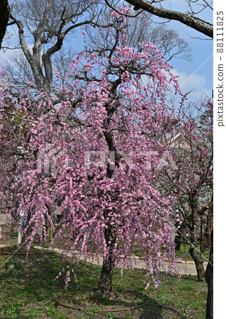 北野天滿宮梅花節 88111825