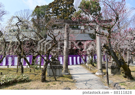 北野天滿宮梅花節 88111828