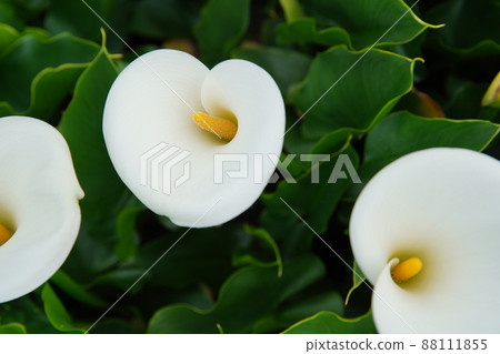 Sea otter Sea otter 88111855