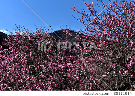 Spring scent, plum blossoms, Yugawara plum grove Spring scent, plum blossoms, Yugawara plum grove 88111914