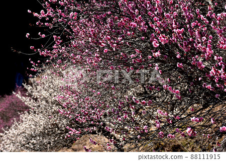 Spring scent, plum blossoms, Yugawara plum grove Spring scent, plum blossoms, Yugawara plum grove 88111915