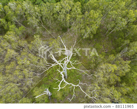 An Empty Osprey Nest High In A Bare Forest Tree 88111965