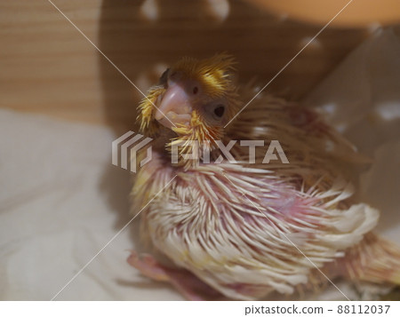 玄鳳幼雛 玄鳳幼雛 88112037