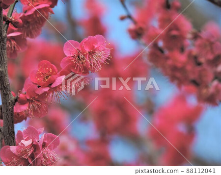 梅花盛開 88112041
