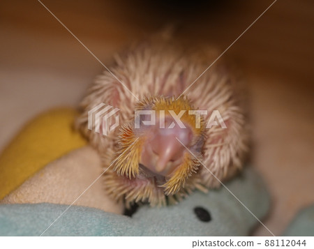 Xuanfeng Hatchling Xuanfeng Hatchling 88112044