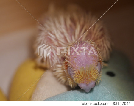 玄鳳幼雛 88112045