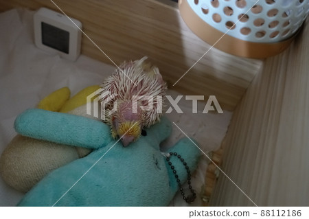 玄鳳幼鳥 玄鳳幼鳥 88112186