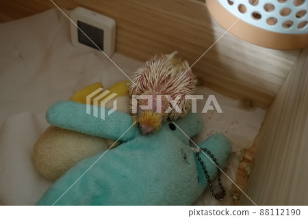 玄鳳幼鳥 玄鳳幼鳥 88112190