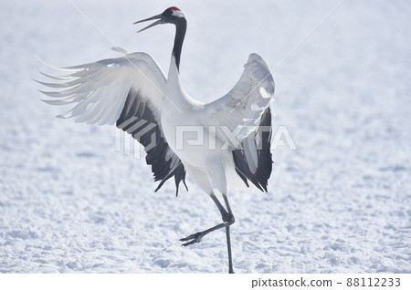 Dancing of cranes (Hokkaido, Tsurui) Dancing of cranes (Hokkaido, Tsurui) 88112233