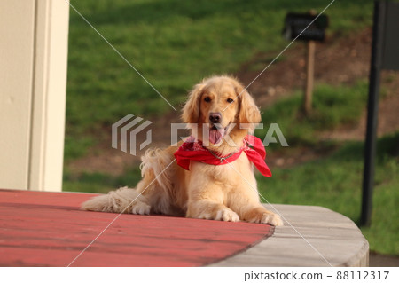 躺著的狗【黃金獵犬】 躺著的狗【黃金獵犬】 88112317