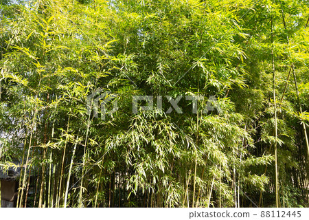 Spring bamboo grove Spring bamboo grove 88112445