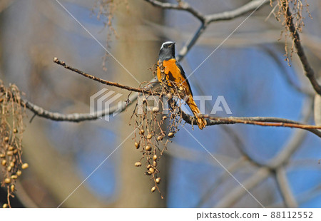 Male Daurian Redstart eating nuts Male Daurian Redstart eating nuts 88112552