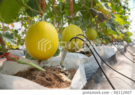 Smart garden using computer control the drip Irrigation system in melon farm Smart garden using computer control the drip Irrigation system in melon farm 88112607