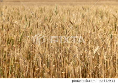 Dry yellow wheat in the field ready for harvest. Dry yellow wheat in the field ready for harvest. 88112643