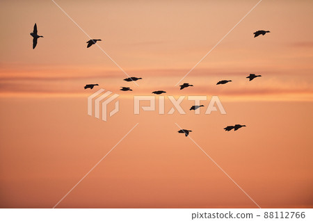 Orange sunset and a flock of white-fronted geese (Miyajimanuma, Hokkaido) 88112766
