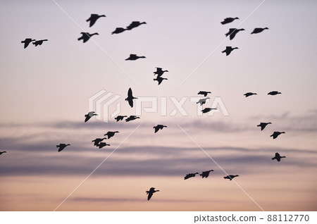 Orange sunset and a flock of white-fronted geese (Miyajimanuma, Hokkaido) 88112770