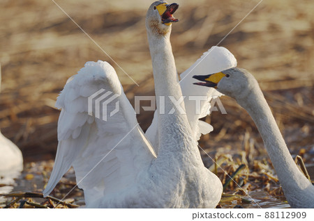 Whooper swan flapping its wings while crying (Hokkaido) Whooper swan flapping its wings while crying (Hokkaido) 88112909