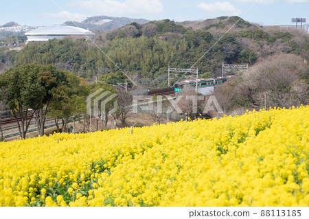 神戶體育公園和神戶市營地鐵的宇宙山上盛開的油菜花 88113185