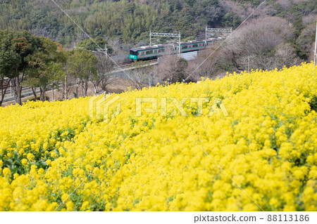 Rape blossoms blooming on the cosmos hill of Kobe Sports Park and Kobe Municipal Subway Rape blossoms blooming on the cosmos hill of Kobe Sports Park and Kobe Municipal Subway 88113186