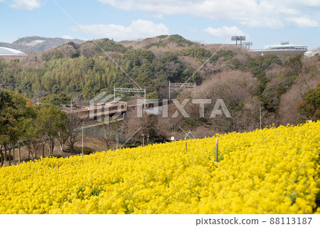 神戶體育公園和神戶市營地鐵的宇宙山上盛開的油菜花 88113187