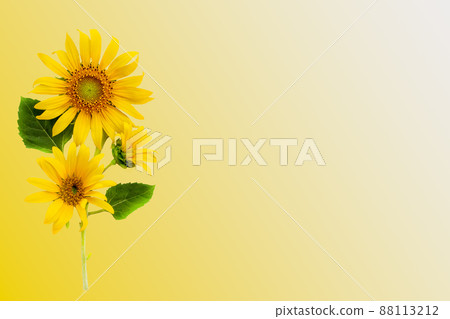 yellow flowers sunflowers arrangement flat lay postcard style  88113212