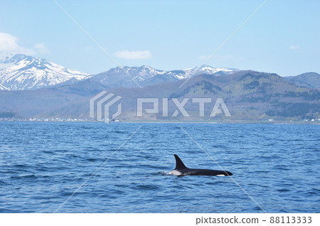 A killer whale swimming in the background of the mountains of Shiretoko (Rausu, Hokkaido) A killer whale swimming in the background of the mountains of Shiretoko (Rausu, Hokkaido) 88113333