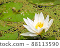Water lily 1 88113590