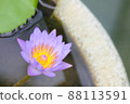 Water lily 2 88113591