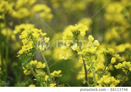 Rape blossoms blooming on the bank along the river Rape blossoms blooming on the bank along the river 88113746