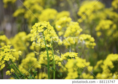 Rape blossoms blooming on the bank along the river Rape blossoms blooming on the bank along the river 88113747
