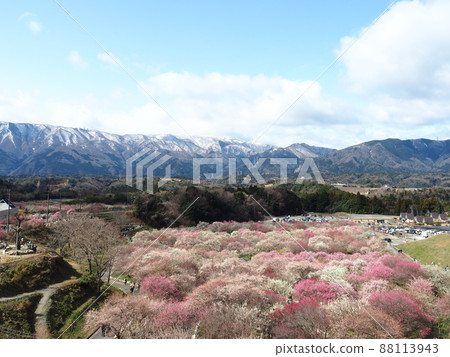 Plums on one side of Inabe Umebayashi Park in spring 88113943
