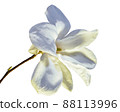 Close-up of magnolia flowers, one flower, spring image 88113996