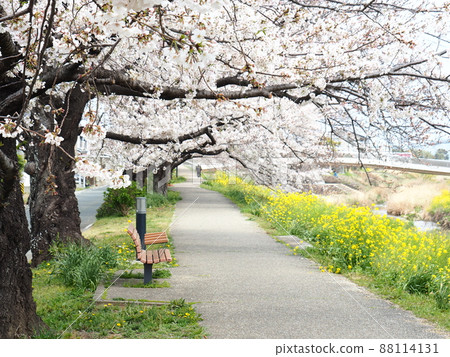 A row of cherry blossom trees on the Sana River bank in Toyokawa city A row of cherry blossom trees on the Sana River bank in Toyokawa city 88114131