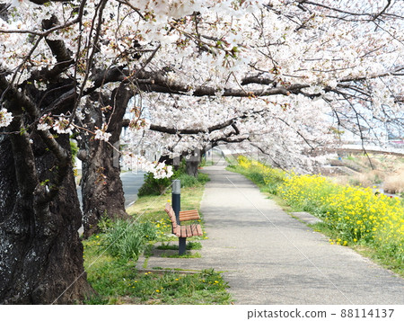 豐川市佐那川沿岸的一排櫻花樹 88114137