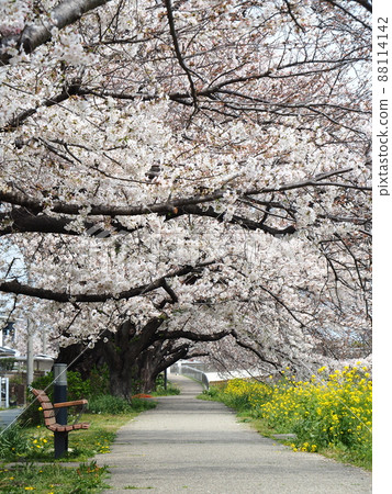 A row of cherry blossom trees on the Sana River bank in Toyokawa city 88114142