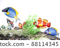 Tropical fish 88114345